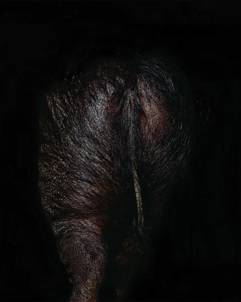 Orto Parisi Stercus